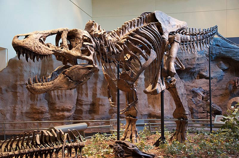 Spcimen holotype de Tyrannosaurus rex au Carnegie Museum of National History  
Pittsburgh aux Etats-Unis le 23 aot 2011.